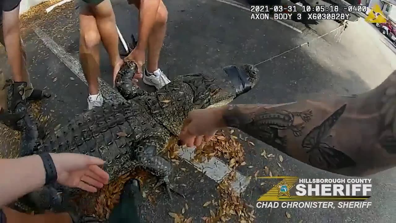 Encuentran un cocodrilo de 10 pies debajo de un carro en Florida: siga las medidas de seguridad
