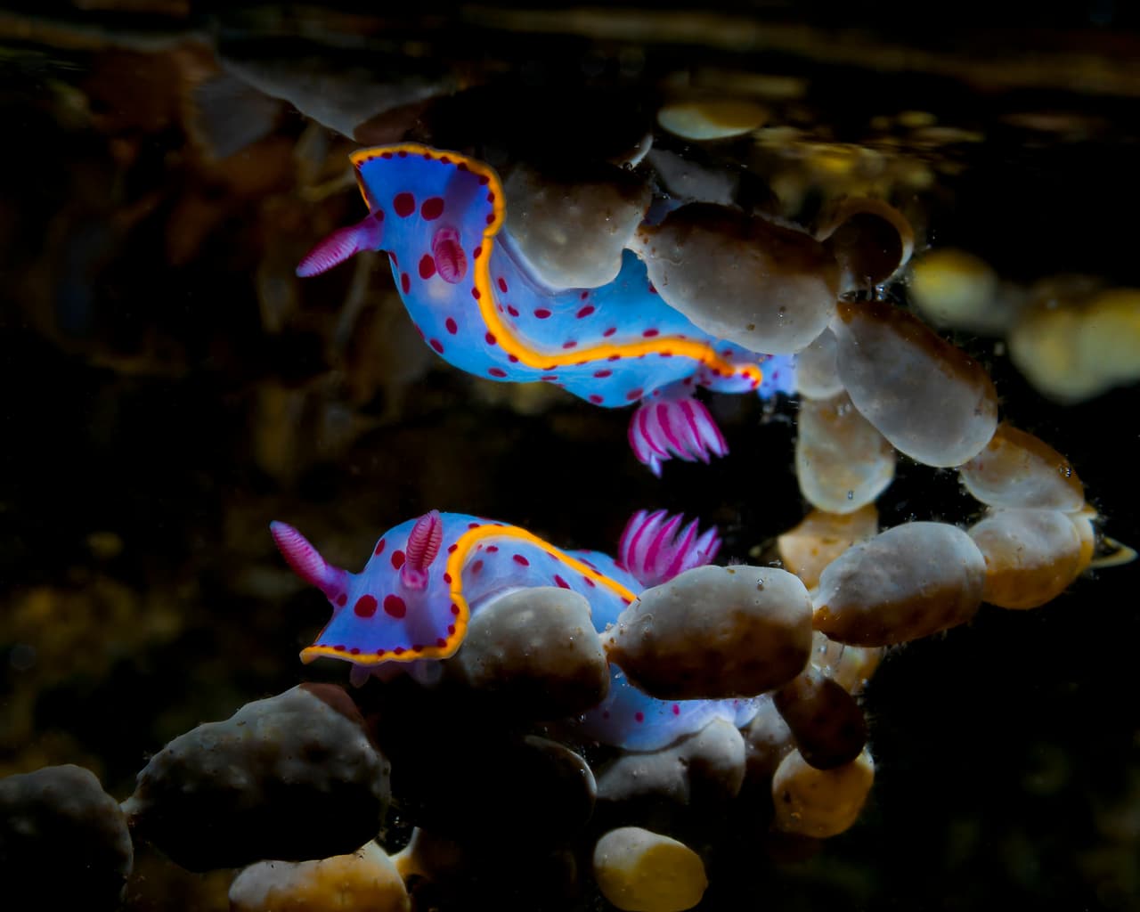 Entre las olas del Océano Pacífico busca y encuentra increíbles criaturas.