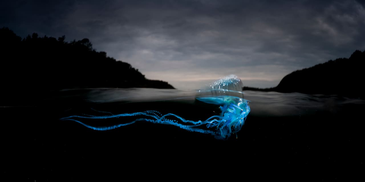 “Para mí, una de las partes más fantásticas de bucear es cuando el agua engulle mi máscara”, declaró Matty Smith.