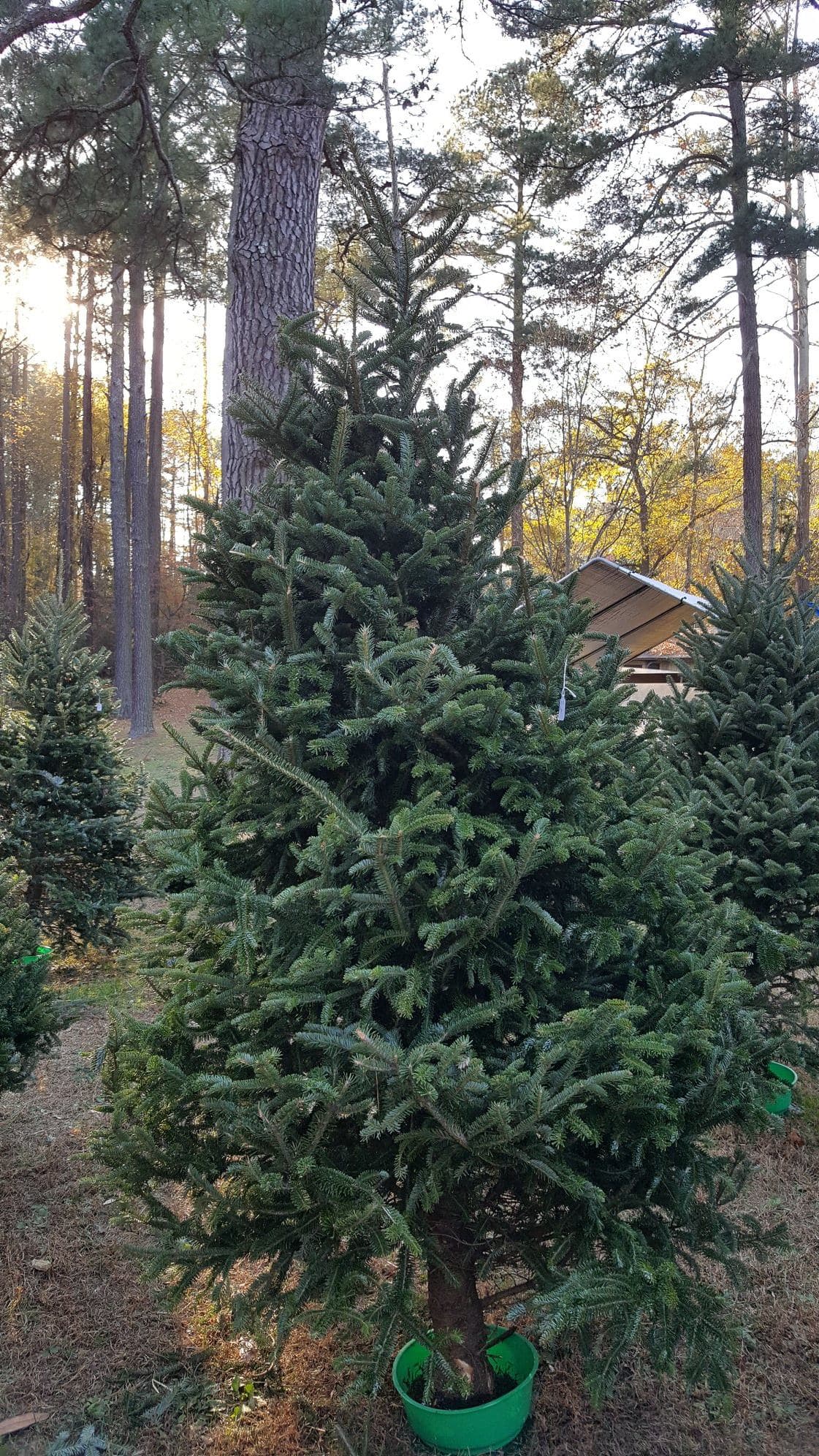 <b>Back Achers Christmas Tree Farm (A partir del 18 de noviembre)</b>
<br>
<b>Dirección</b>: 4533 Inwood Road. Raleigh, NC
<br>
<b>Teléfono</b>: 715-310-2141
<br>
<b>Sitio web</b>: 
<a href="https://www.backacherschristmastreefarm.com/">https://www.backacherschristmastreefarm.com/</a> 
<br>
<b><a href="https://maps.app.goo.gl/6x8BU1oWCCGevkVb8">Cómo llegar</a></b>
<br>
<br>En la granja podrás cortar tu propio árbol o comprar algunos previamente cortados.