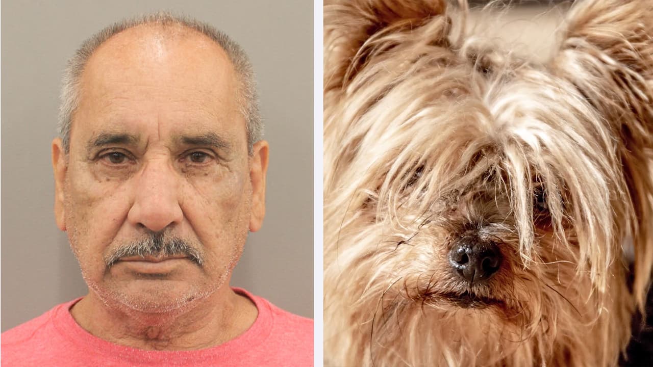 Arrestan a sospechoso de bestialismo y maltrato contra un perro Yorkie en Houston