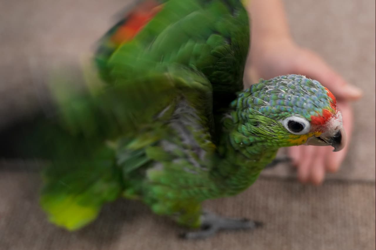 Wu fue arrestado y podría enfrentar hasta 20 años de cárcel por contrabando de aves a los Estados Unidos.