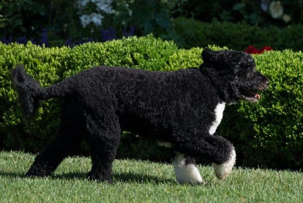 No obstante, el ejercicio sigue siendo de gran importancia para calmar a tu mascota. El entrenador asegura que el entrenamiento también es vital, aunque no se puede prescindir del ejercicio, si se le inculca obediencia al can, su comportamiento puede mejorar.