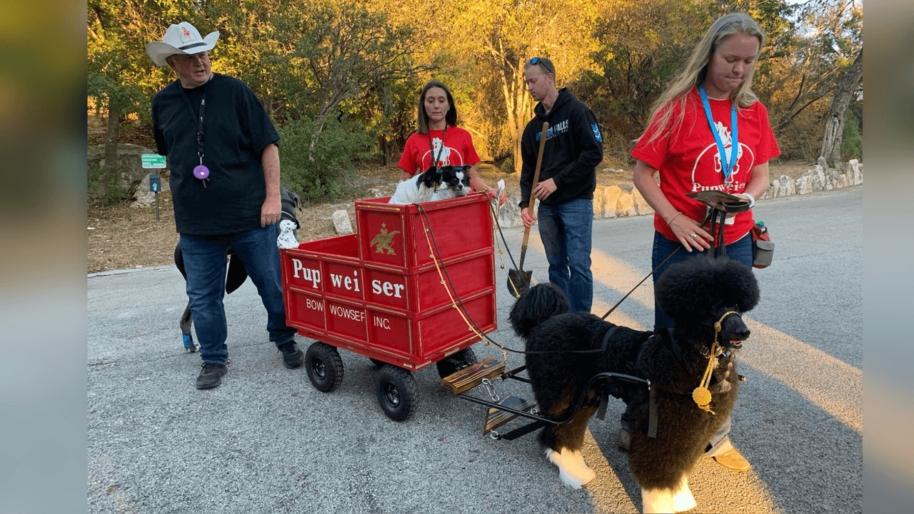 Un carruaje de Budweiser, con tres participantes especiales.
<br>