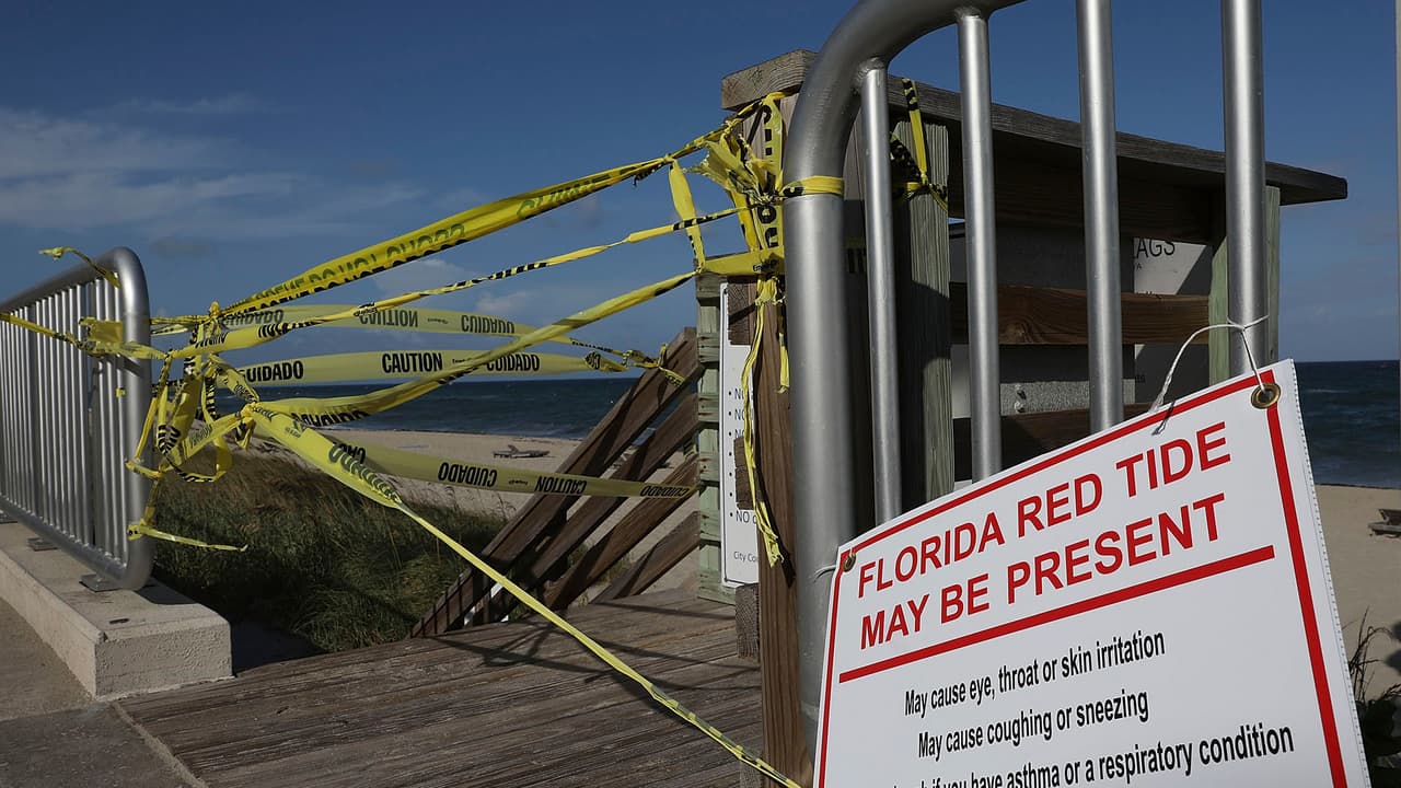 Marea roja genera pérdidas multimillonarias al turismo de Florida, según estudio