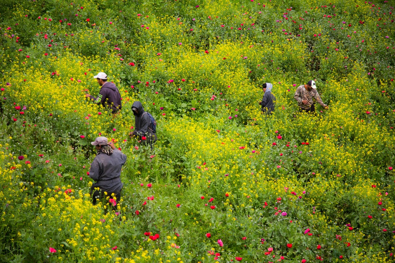 En las sierras de Guerrero y Chihuahua también se localizan grandes extensiones de tierra sembradas de amapola. Campos como este son contralados por grupos del crimen organizado, y custodiados por hombres fuertemente armados.