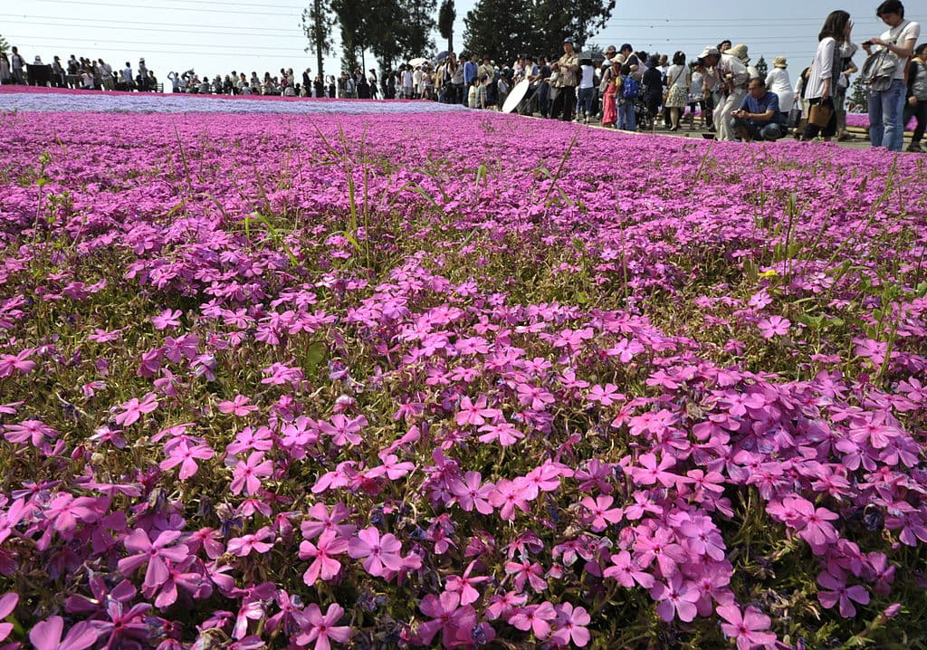 Las flores Moss phlox en un parque de Japón