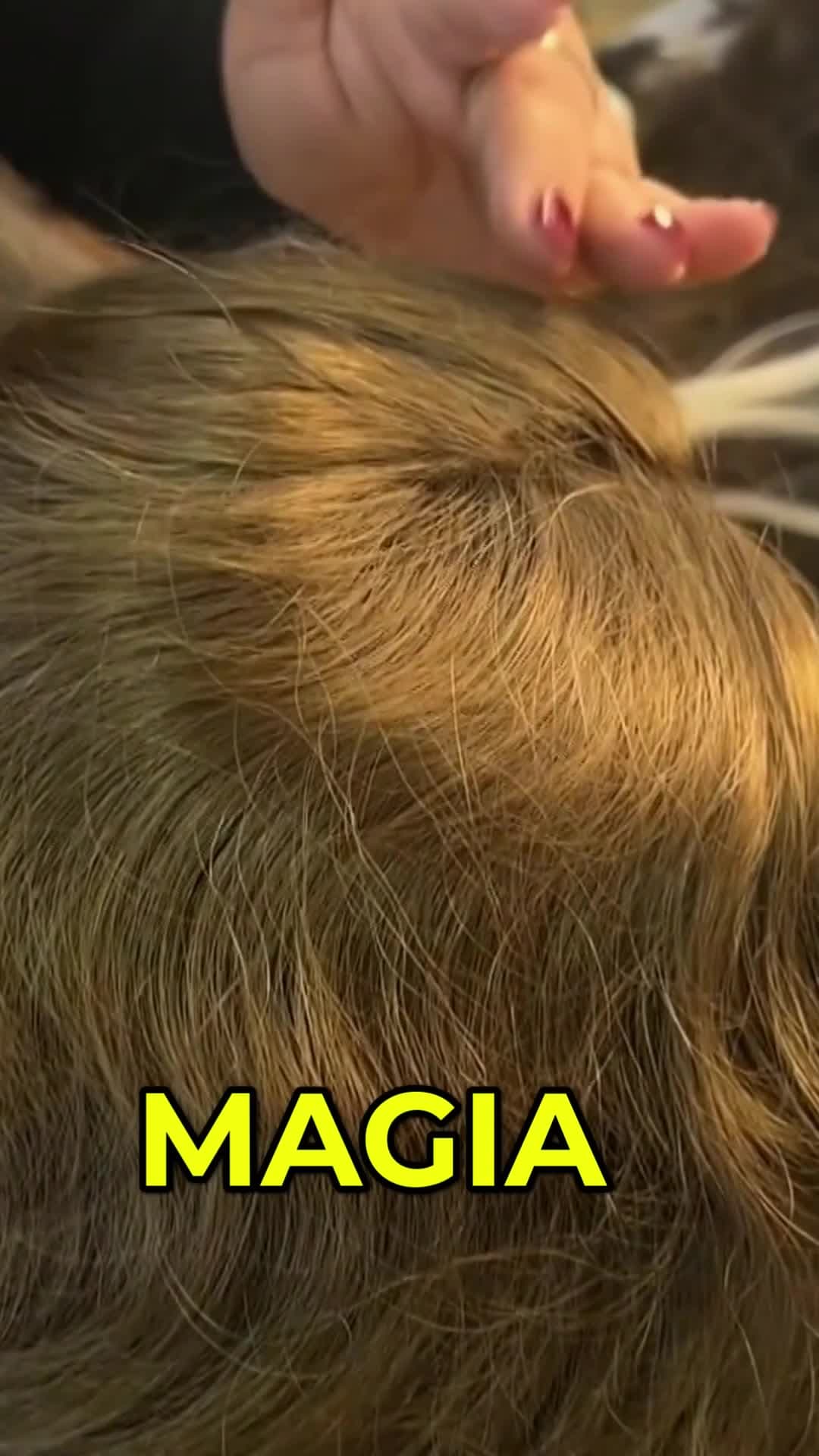 Así fue la transformación de los conductores a estrellas latinas