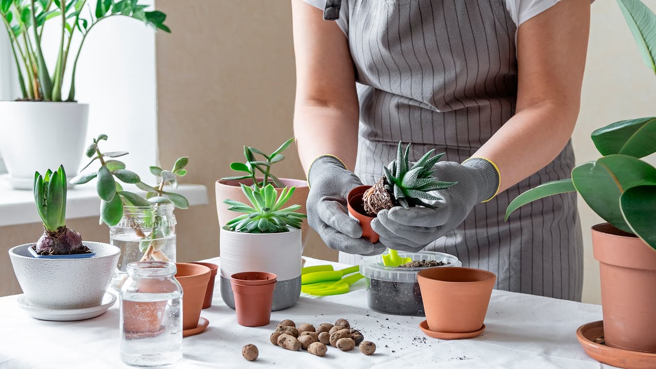 ¿Cómo multiplicar tus plantas?