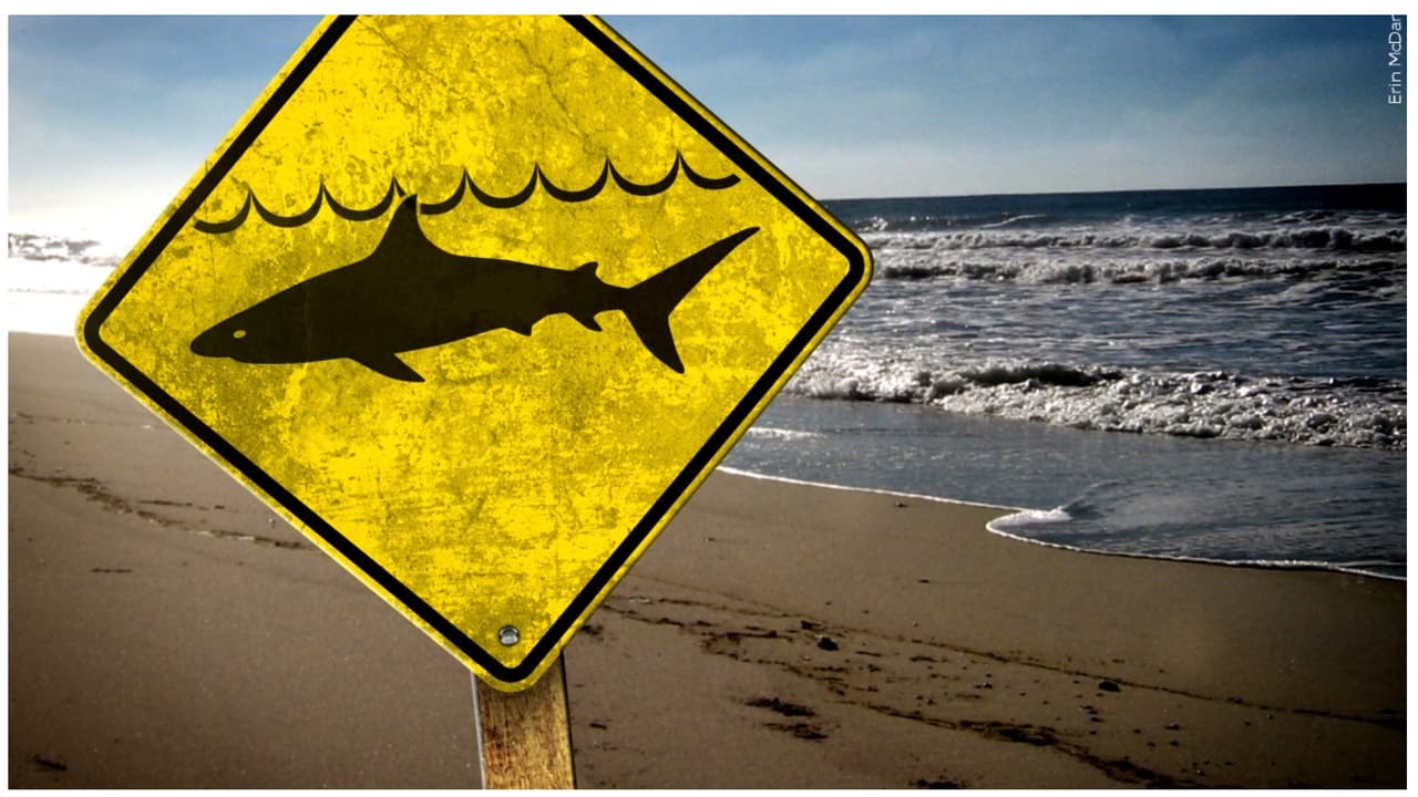 Bañistas preocupados por tiburones en las playas del sur de Florida