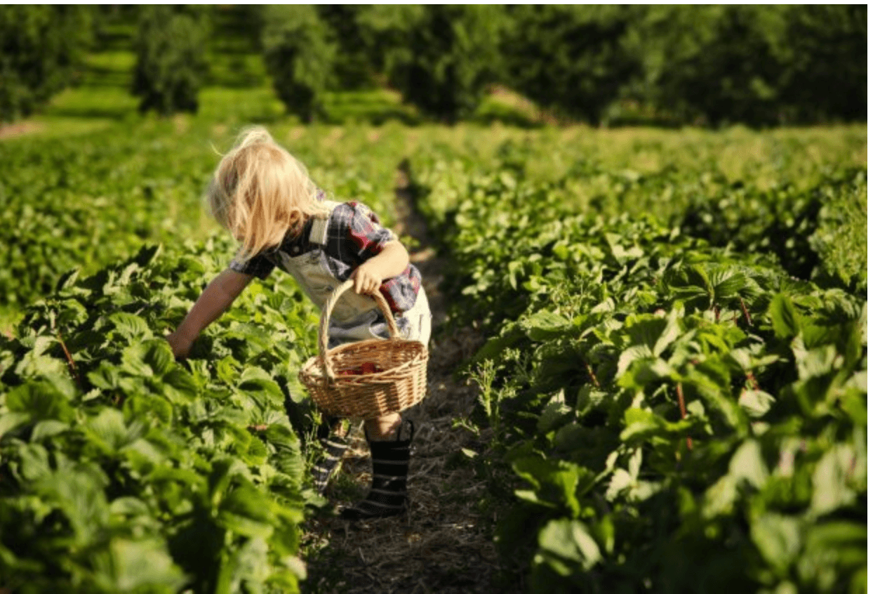 <a href="http://shadybrookfarm.com/farm-market/pick-your-own/" target="_blank">Shady Brook Farm</a> :"Pick-your-own" estará abierto de miércoles a viernes. La entrada cuesta $ 7 por persona. Tome un paseo en carreta hasta el huerto de fresas, juegue en el patio de recreo, disfrute de un helado cremoso casero y visite a los animales en Shady Brook Farm. Las bayas se venden por libra. 📍931 Stony Hill Rd, Yardley, PA 19067.