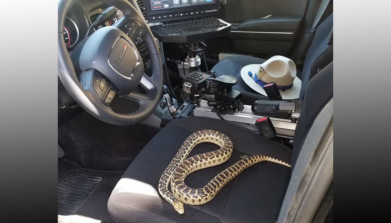 Patrullero del sur del valle sorprende a atrevida serpiente que se sube sin permiso a su carro policial