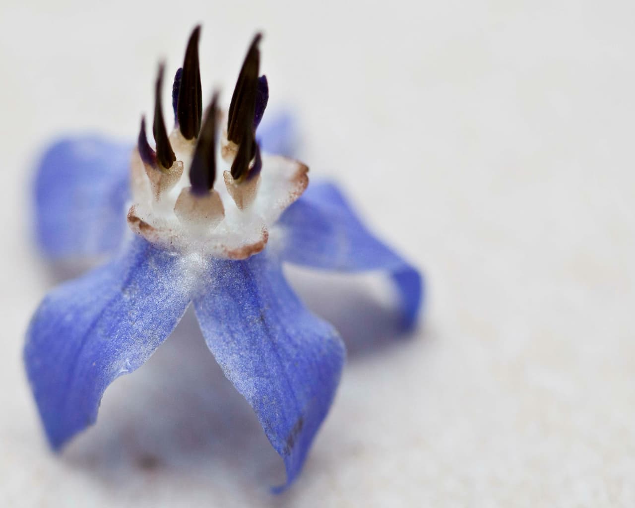 Borraja: tiene un sabor suave, fresco y algo dulce, parecido al pepino. Puede usarse en cócteles con ginebra o para dar un toque fresco a ensaladas, sopas, mariscos y helados.