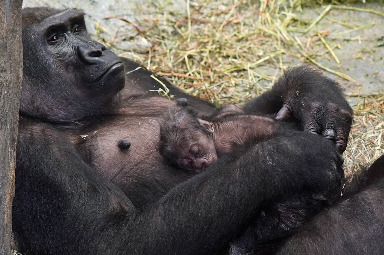 Anuncian el nacimiento de un gorila en el zoológico Brookfield. Su mamá Kamba y el bebé se encuentran en perfecto estado de salud. Los dos pueden ser vistos en el área llamada Mundo Tropical, junto a Koola, mamá de Kamba y otros miembros de la familia.