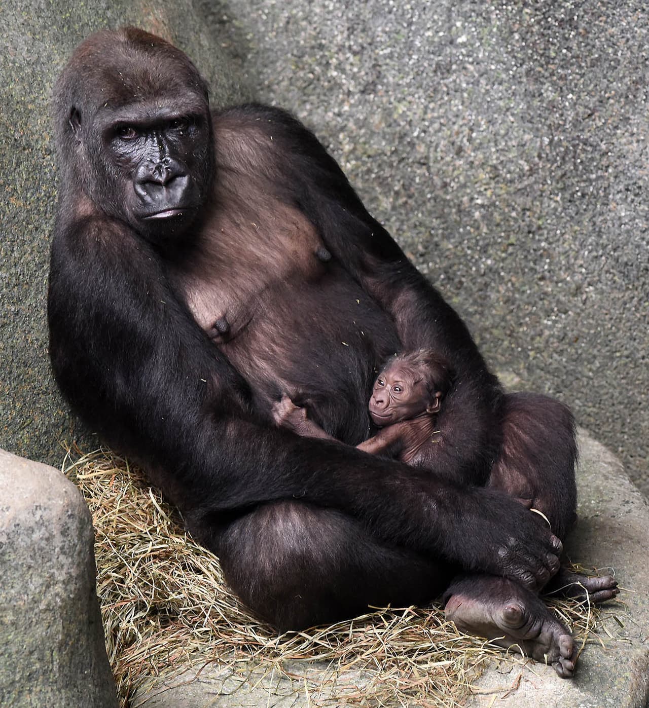 Anuncian el nacimiento de un gorila en el zoológico Brookfield. Su mamá Kamba y el bebé se encuentran en perfecto estado de salud. Los dos pueden ser vistos en el área llamada Mundo Tropical, junto a Koola, mamá de Kamba y otros miembros de la familia.