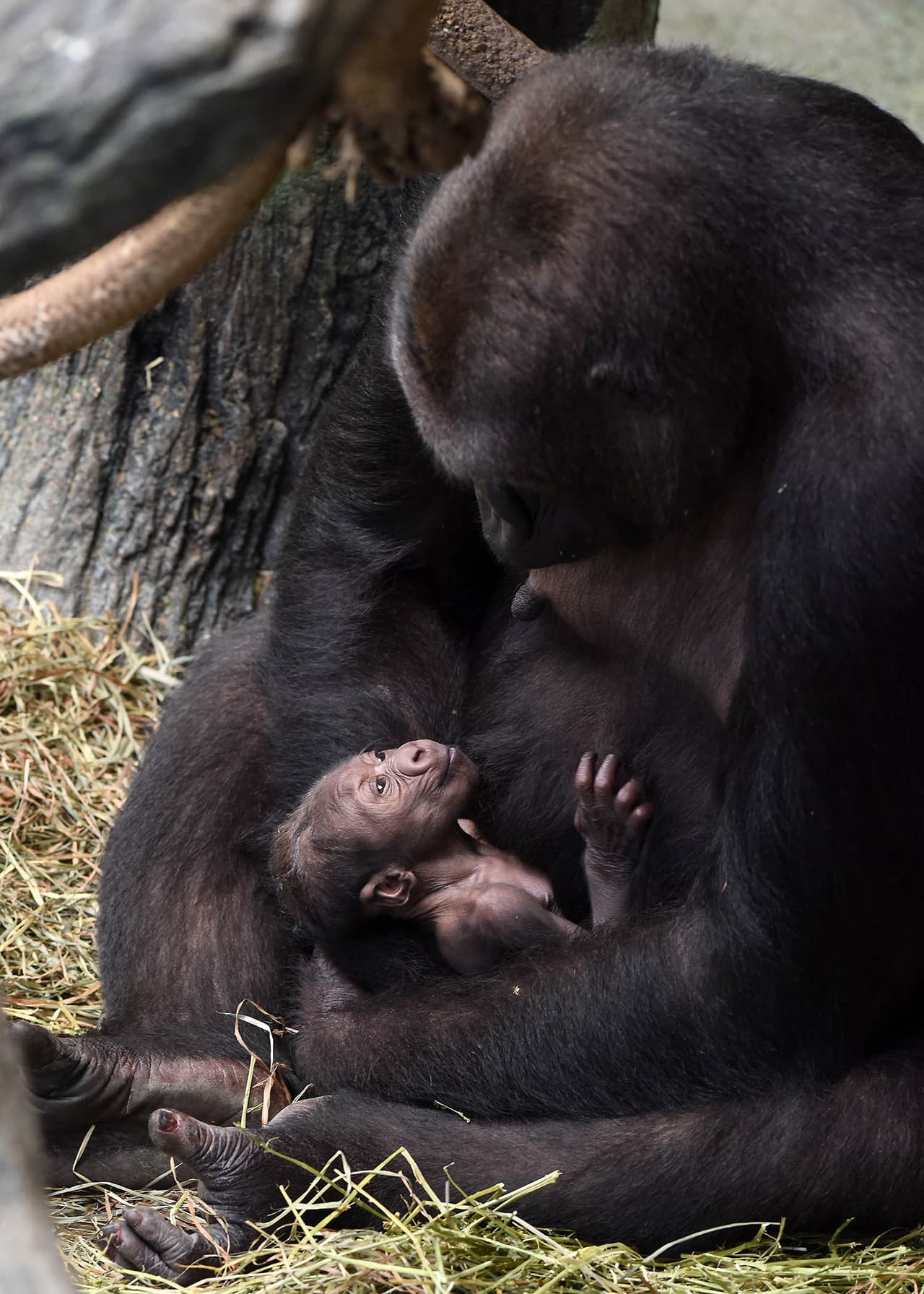 Anuncian el nacimiento de un gorila en el zoológico Brookfield. Su mamá Kamba y el bebé se encuentran en perfecto estado de salud. Los dos pueden ser vistos en el área llamada Mundo Tropical, junto a Koola, mamá de Kamba y otros miembros de la familia.