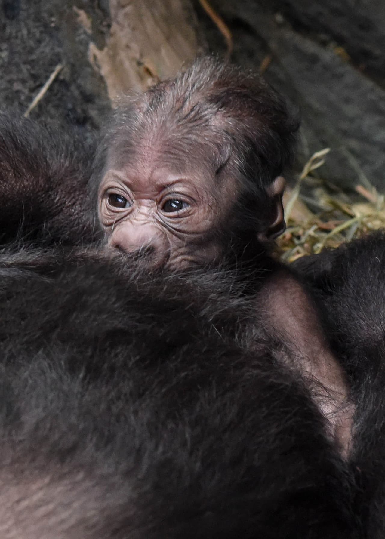 Anuncian el nacimiento de un gorila en el zoológico Brookfield. Su mamá Kamba y el bebé se encuentran en perfecto estado de salud. Los dos pueden ser vistos en el área llamada Mundo Tropical, junto a Koola, mamá de Kamba y otros miembros de la familia.