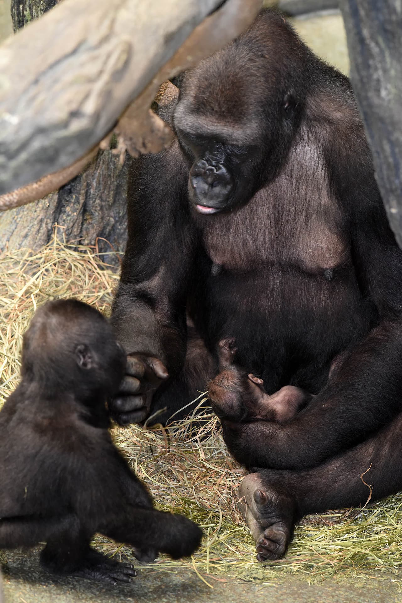 Anuncian el nacimiento de un gorila en el zoológico Brookfield. Su mamá Kamba y el bebé se encuentran en perfecto estado de salud. Los dos pueden ser vistos en el área llamada Mundo Tropical, junto a Koola, mamá de Kamba y otros miembros de la familia.