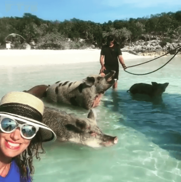 Estos amigables cerditos le permiten al público en general acercarse para que los acaricie y vivir la experiencia de nadar junto a ellos.