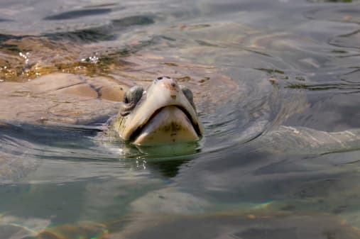 Apiñados detrás de barreras de cuerda, los niños con los ojos muy abiertos y sus padres siguen a los diminutos reptiles mientras se tambalean por la arena hacia el oleaje. 
<br>
<br>Cuando llegan a las olas, las crías se transforman: se sumergen y se deslizan, luego se balancean una o dos veces, una cabeza oscura en la espuma, y finalmente desaparecen.
<br>