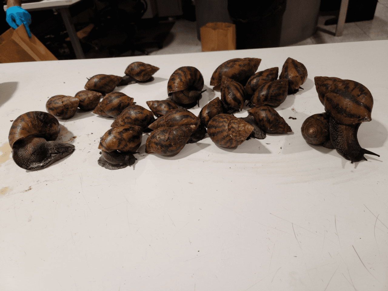 El Servicio de Inspección de Sanidad Animal y Vegetal, en colaboración con el Departamento de Agricultura y Servicios al Consumidor de Florida, está llevando a cabo un programa de regulación para erradicar esta especie invasora.