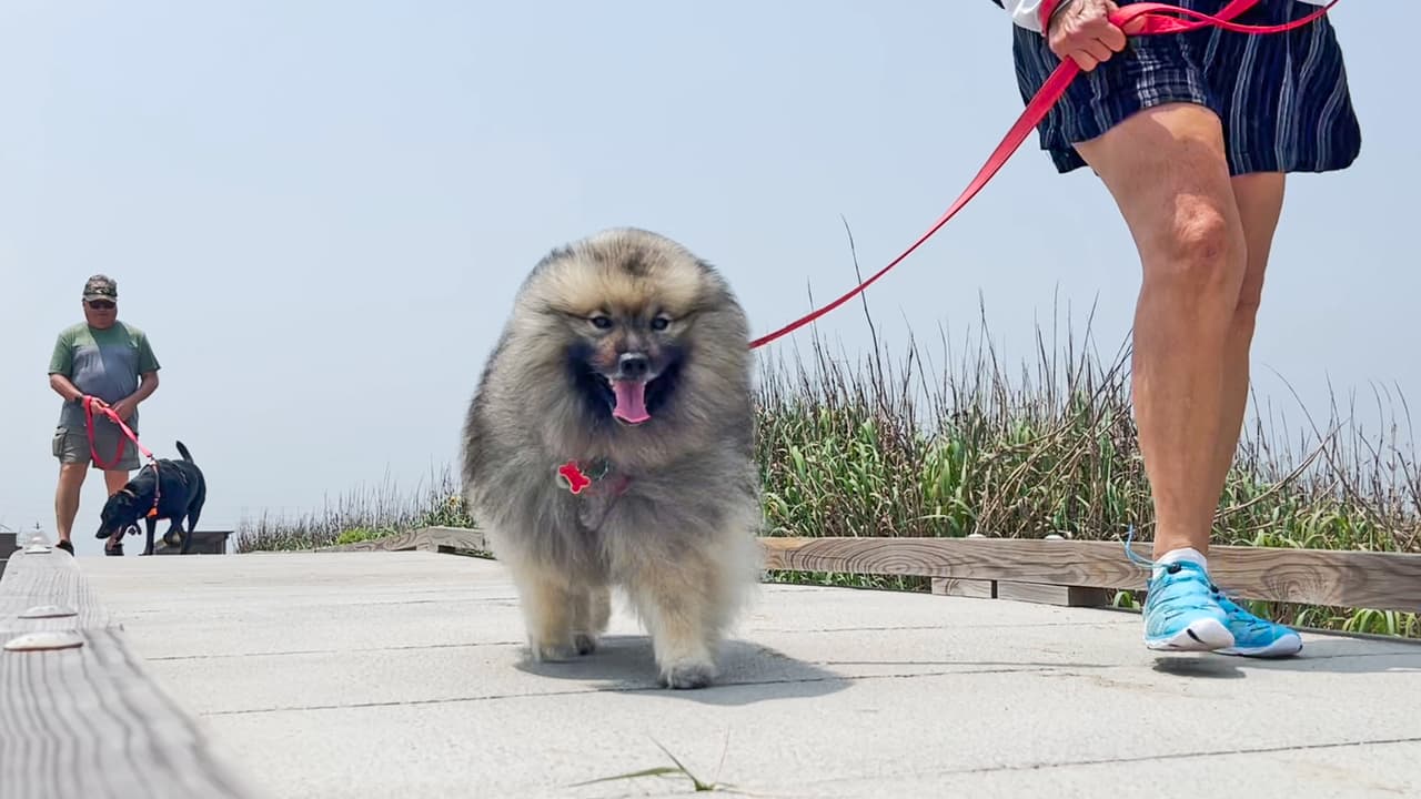 Las mascotas son bienvenidas en este parque, pero siempre deben tener puesta su correa.