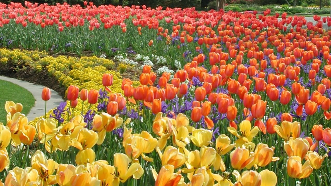 Qué saber de Dallas Blooms 2026: precios, horarios y consejos