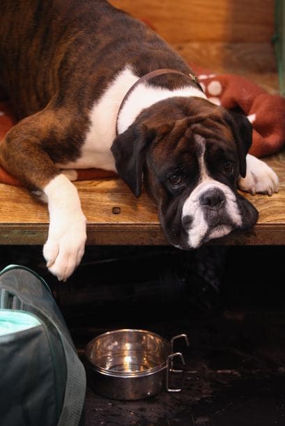 Por esta razón, el primer consejo es que saques a pasear a tu mascota. Es importante el juego el ejercicio para ellos porque así se relajan y sacian su necesidad de ejercicio diario. Un perro que corre lo suficiente, es un perro rejado y equilibrado, además de saludable.