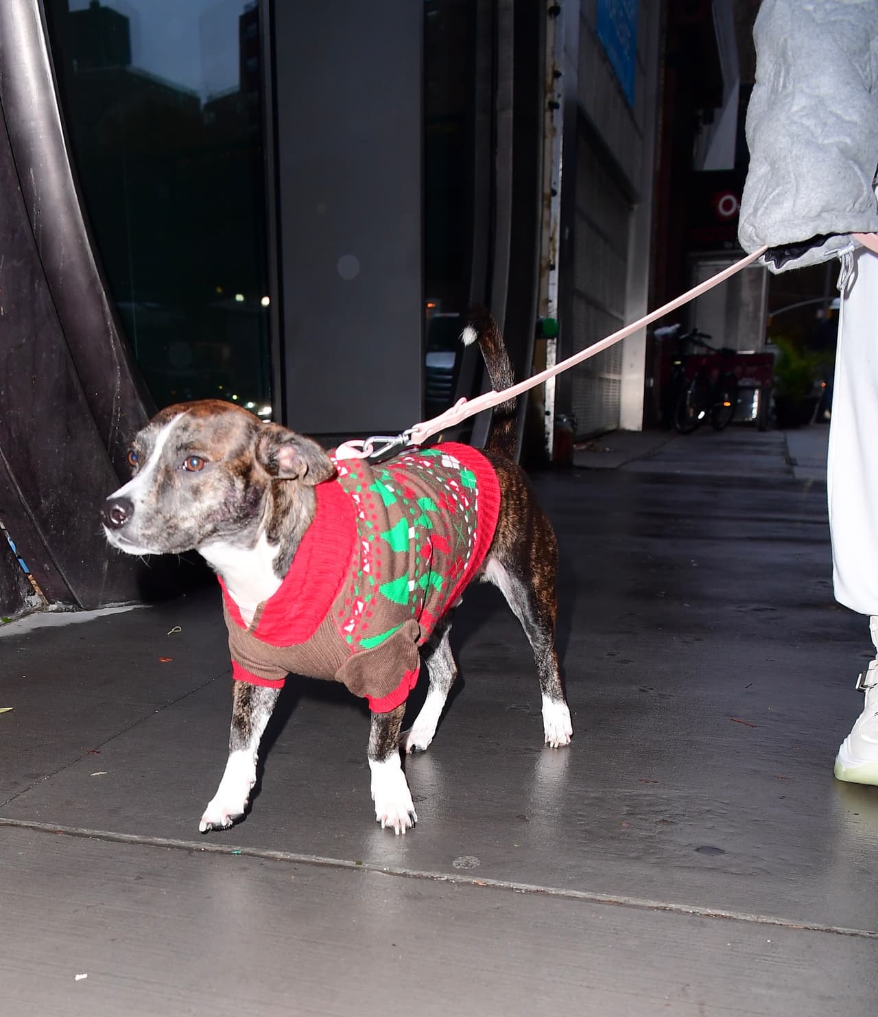 Myron es el perro que Ariana y Mac Miller adoptaron cuando eran novios.