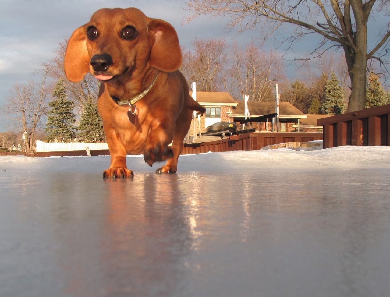 <b>Alerta para evitar muertes. </b>Si el animal juega sobre una superficie que no está completamente congelada podría encontrar una fractura y caer dentro de este cuerpo de agua y morir.