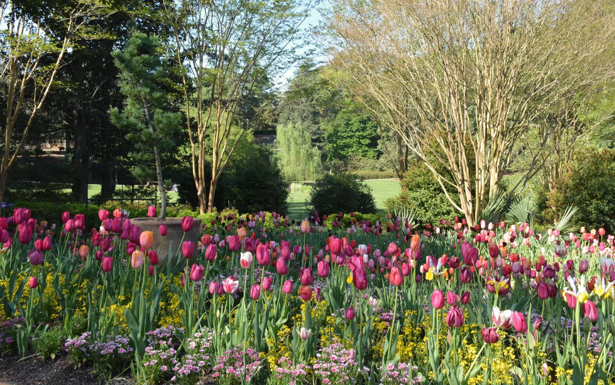 <b>Sarah P. Duke Gardens (Durham)</b>
<br>
<b>Sitio web</b>:
<a href="https://gardens.duke.edu/">https://gardens.duke.edu/</a>
<br>
<b><a href="https://maps.app.goo.gl/6h4Tzkb3t8C41njP7">Cómo llegar</a> </b>
<br>
<br>Duke Gardens es considerado un paraíso botánico de 55 acres donde los pájaros dan serenata a los visitantes desde las copas de los árboles y los arroyos fluyen a lo largo de senderos que conectan a las personas con más de 2,500 especies de plantas coloridas.