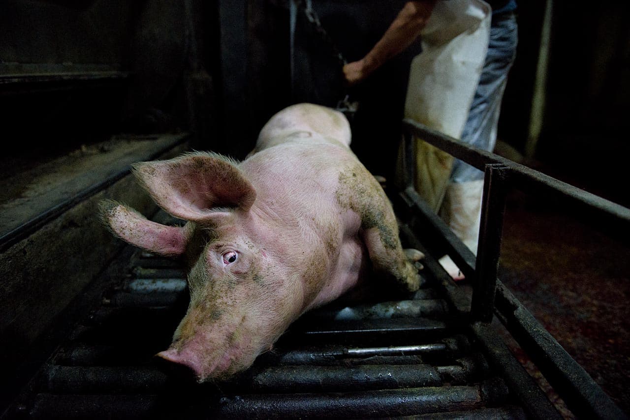 México se encuentra entre los diez países con mayor producción de carne de vaca, pollo o cerdo a nivel mundial. "Las imágenes que forman parte de este reportaje
<b>no son casos aislados de maltrato animal sino prácticas inherentes al proceso de matanza</b> contemporáneo que queremos denunciar", explica su autor. En cada caso, se indica el área y el año cuando fueron tomadas. Más información en
<a href="http://traslosmuros.com/">Traslosmuros.com. </a>