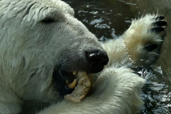 Un oso polar del zoológico de Moscú saborea un pan que sus cuidadores le han dado.
