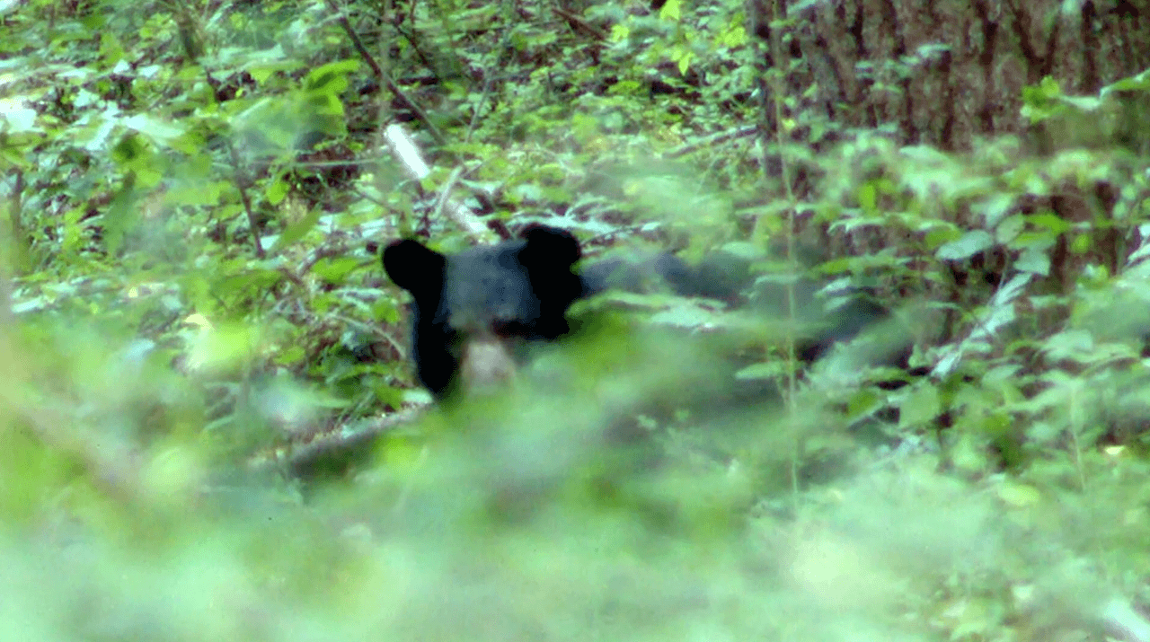 Oso ataca a pareja que hacía un pícnic en el Blue Ridge Parkway en Asheville