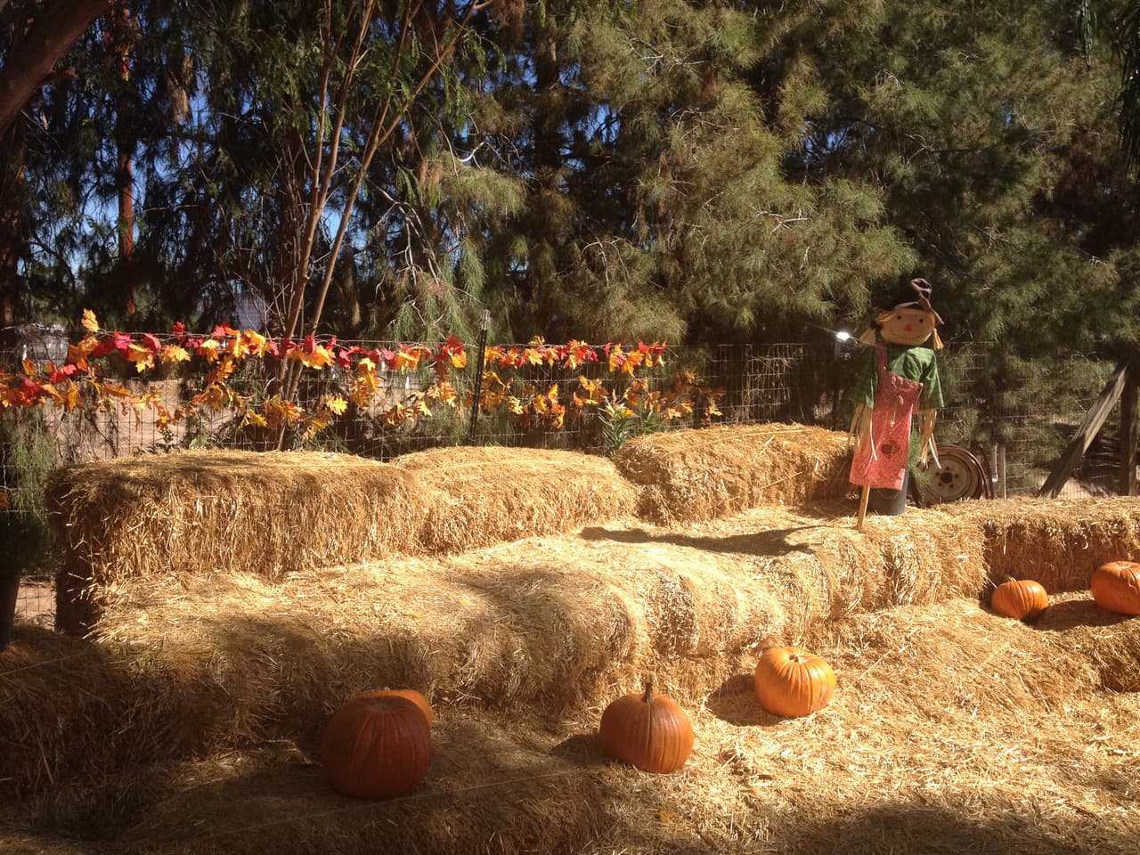 Eventos para fin de semana de Halloween