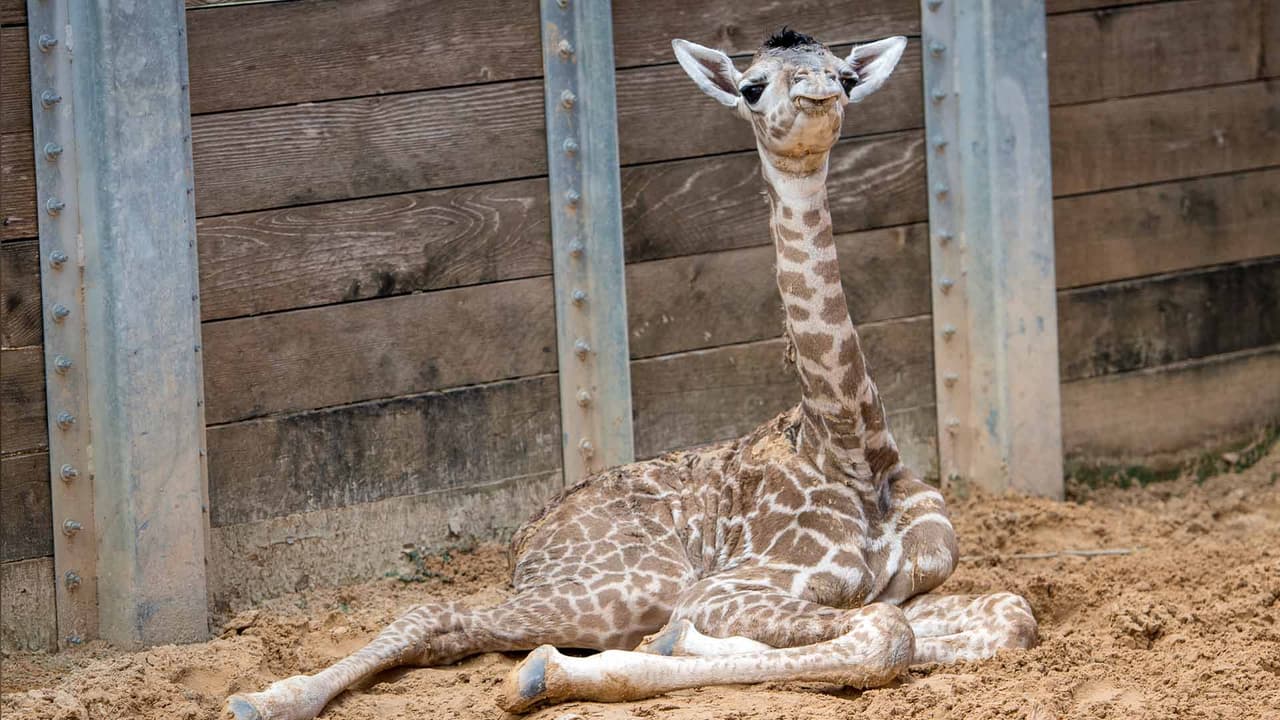 El Zoológico de Houston colabora con preservar esta especie animal.