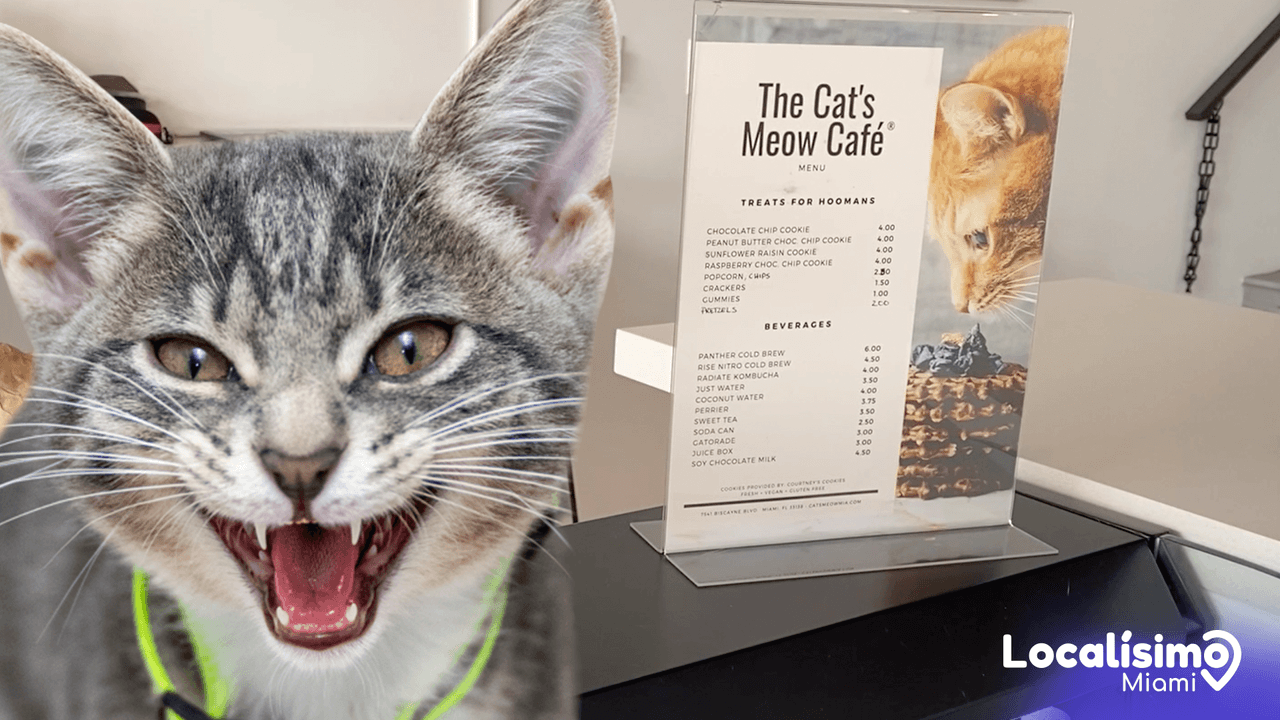  Descubre esta tienda de café donde puedes adoptar gatos al norte de Miami