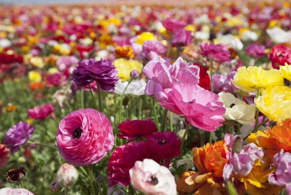 Además, Sara Jenkins-Sutton, copropietaria de la empresa de servicios de decoración floral y huertos urbanos, Topiarius, nos contó que son ideales para arreglos florales.