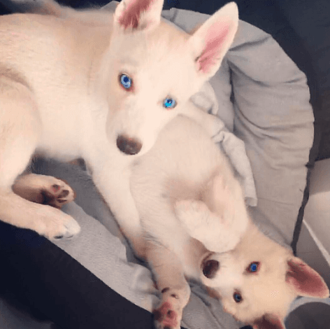 Bonnie y Clyde son los que más cerca están del corazón de Maluma.