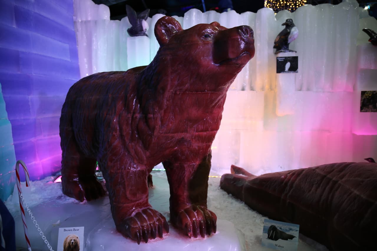 Un oso pardo de tamaño real. Esta especie habita en Norteamérica.