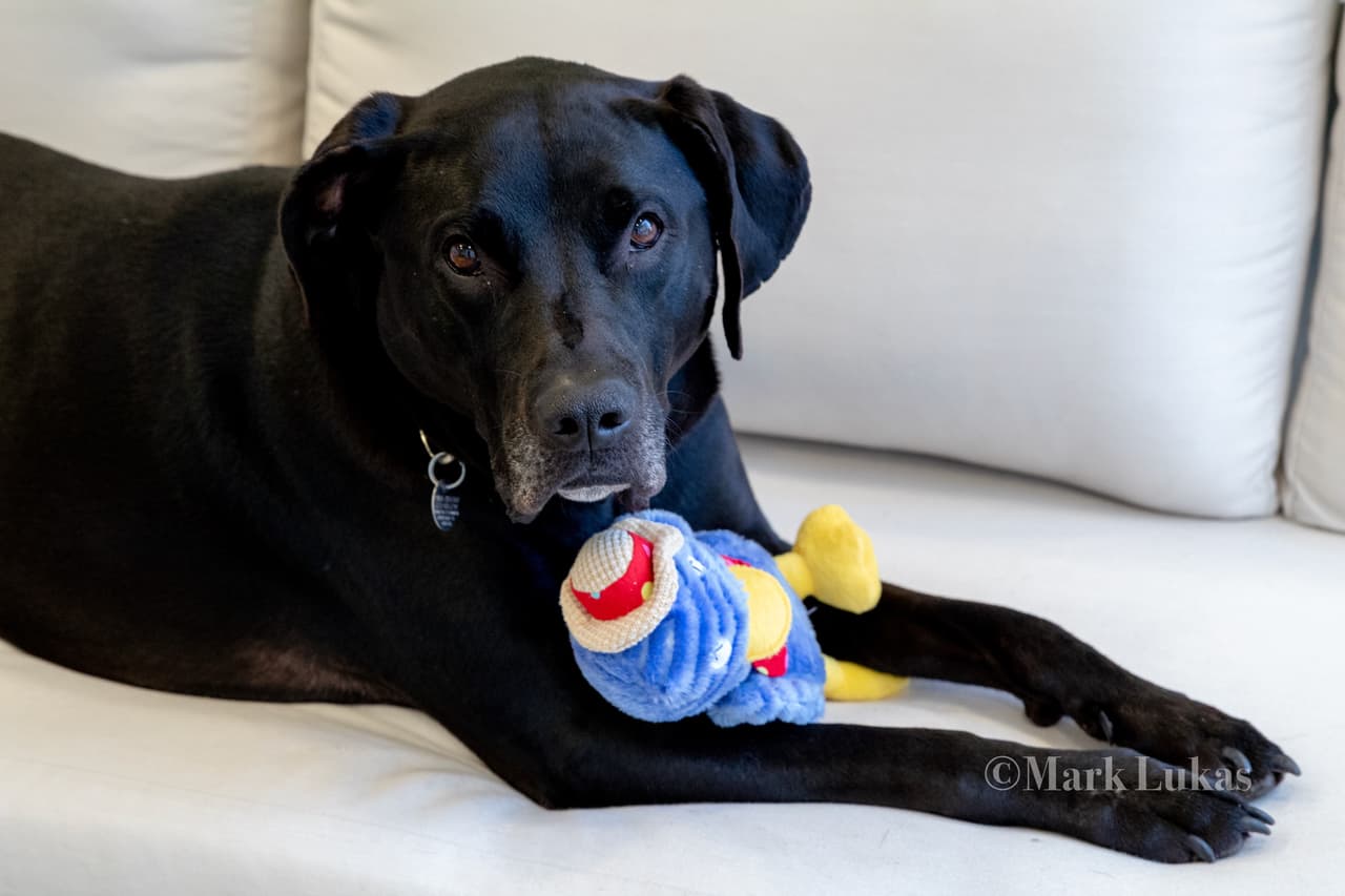 ¿Buscando un compañero adorable y peludo? Stan es la respuesta. Este adorable Labrador negro de 7 años está buscando hacer un vínculo inseparable con sus nuevos dueños. Puede sentirse un poco ansioso cuando se le deja solo, por lo que le iría bien alguien que trabaje desde su casa. 
<a href="http://www.pawschicago.org/pet-available-for-adoption/showdog/stan-1/ " target="_blank">Adóptalo aquí</a>.