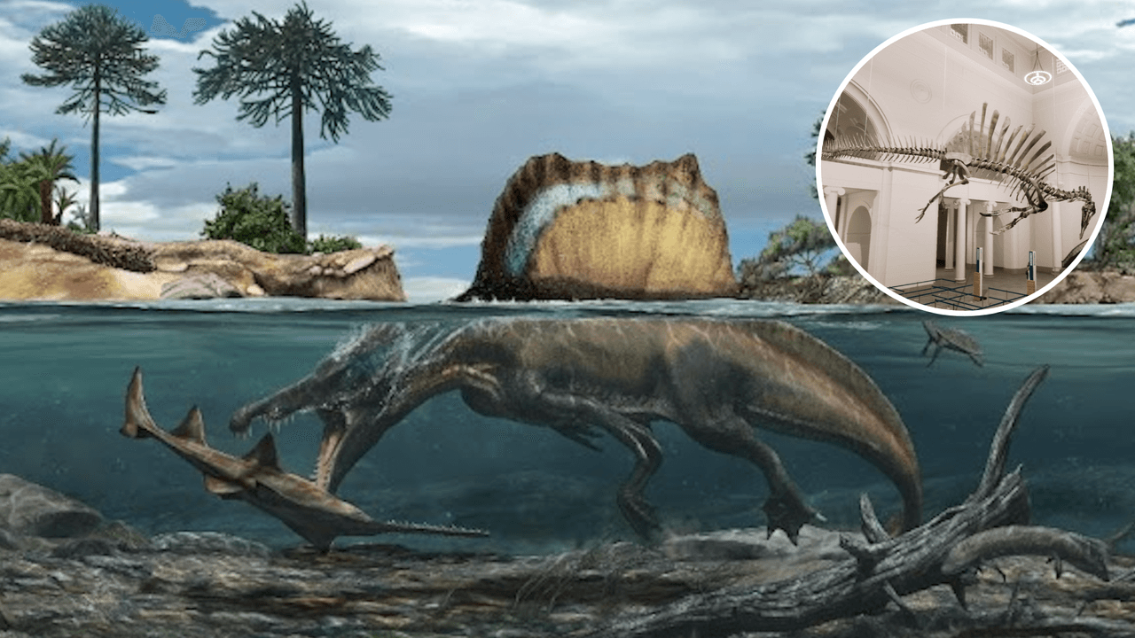 El dinosaurio depredador más grande del mundo llega al Field Museum