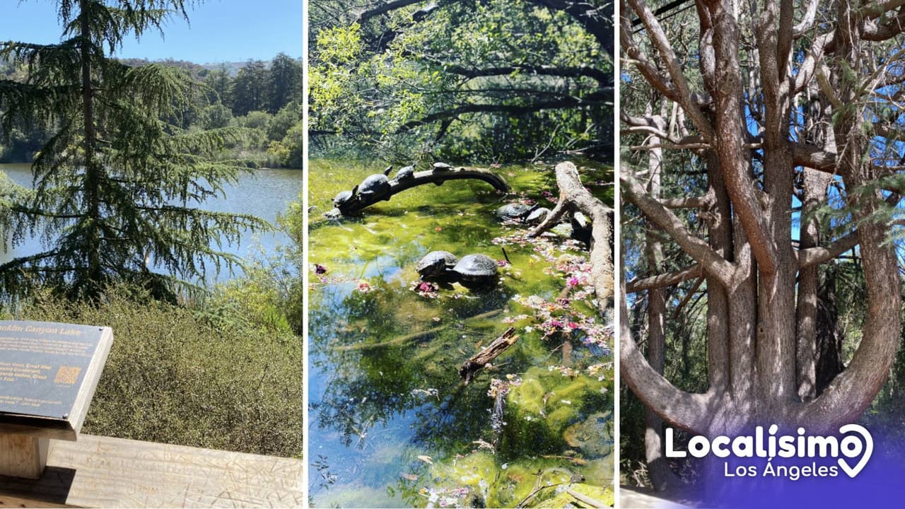 Franklyn Canyon Park será un paseo que repetirás, porque tiene mucho para ofrecer y un solo día no te alcanzará para disfrutarlo.
<br>El reservorio, el lago, el estanque y hasta las áreas para merendar te cautivarán en tu primera visita.
<br>Localizado en: 2600 Franklin Canyon Drive, Beverly Hills, CA.
<br>Puedes llegar: en carro (recomendado), caminando (es una excelente ruta para hacer ejercicio)
<br>Entrada: gratis