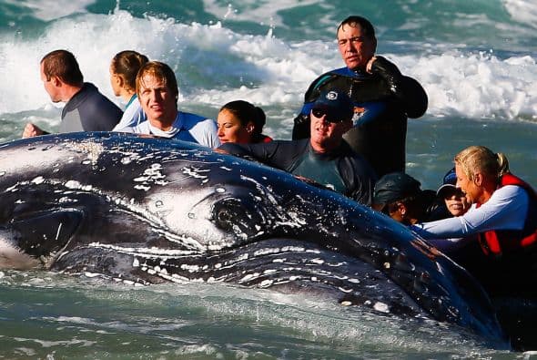 La causa de encontrar a un cetáceo varado puede ser que haya sido víctima de alguna lesión o una enfermedad y no pueda continuar su camino por lo tanto es empujado por el mar hacia la playa.