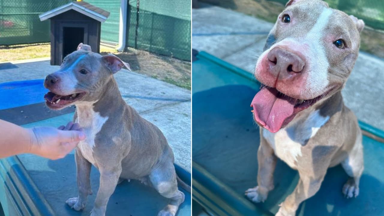 Dulce es una perrita mezcla de Pit Bull y Terrier de 6 años que ha tenido una vida dura, llegó al refugio por maltrato. Sin embargo, tiene mucha energía y aunque no se lleva con otros animales (se recomienda ser la única mascota del lugar), le encanta la atención, el amor y las galletas.