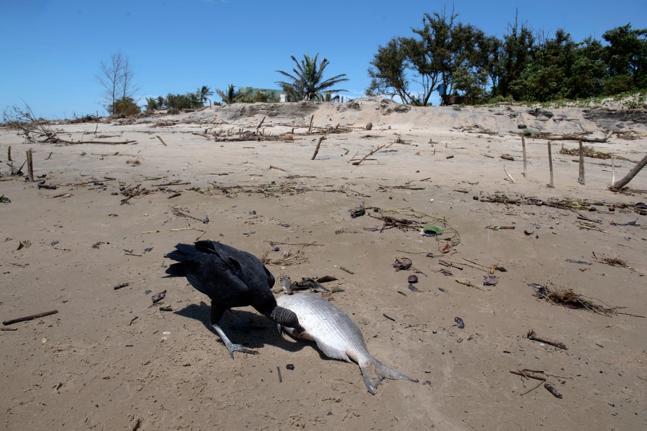 Un buitre come pescado en la playa de Atafona.