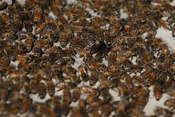 Abejas enfurecidas por ruido de tractor matan a hombre en Texas