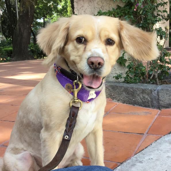 Tiene un perro al que adora y se llama 'Cheto'.