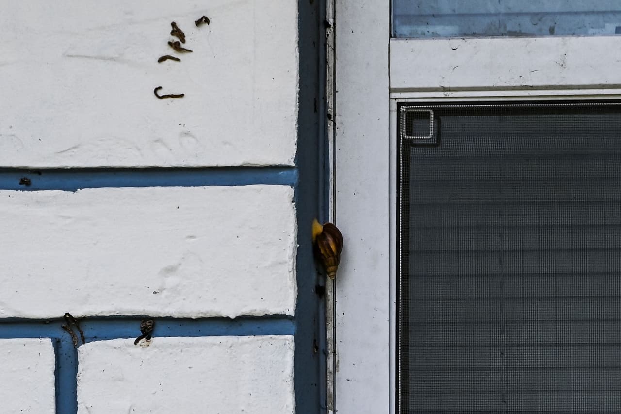 Un caracol africano gigante se ve en la pared de una casa en New Port Richey, Florida.
<br>
<br>Jay Pasqua, un residente, todavía no puede creer el revuelo causado por el caracol. "Al principio fue gracioso ver toda la atención que recibía un caracol... Pero tras empezar a entender el proceso de su crecimiento, cómo llegaron aquí y qué enfermedades y problemas causan, se convirtió en una preocupación". 
<b>Desde entonces ha encontrado decenas de ejemplares en su jardín</b>.