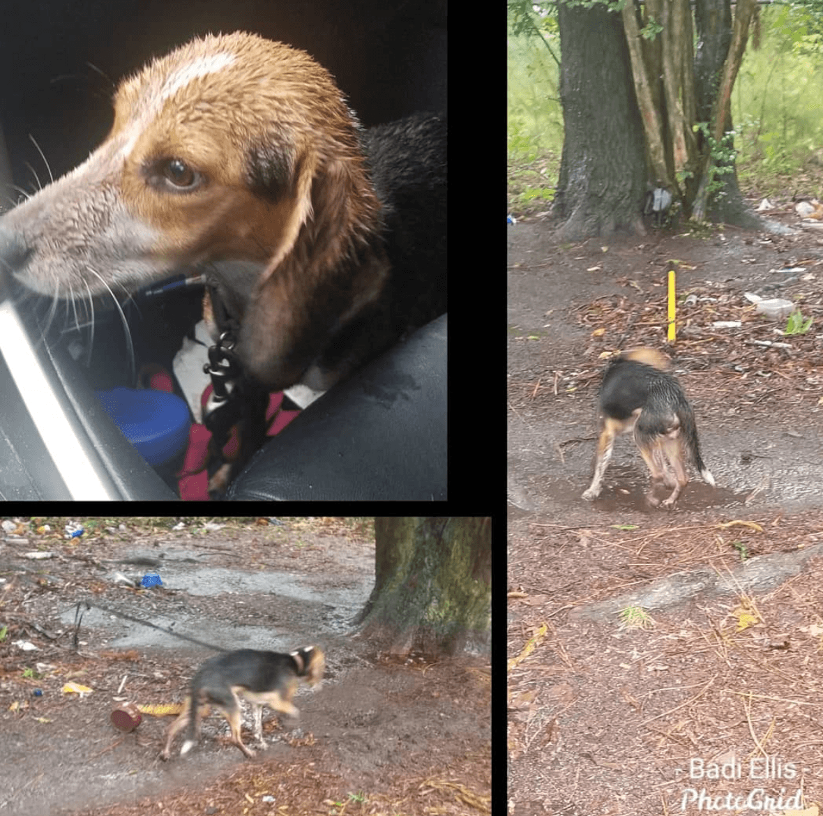 Un hombre rescata a perro atado a un árbol durante el paso del huracán Dorian